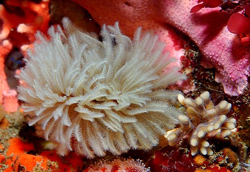 Sabellidae feather duster worm