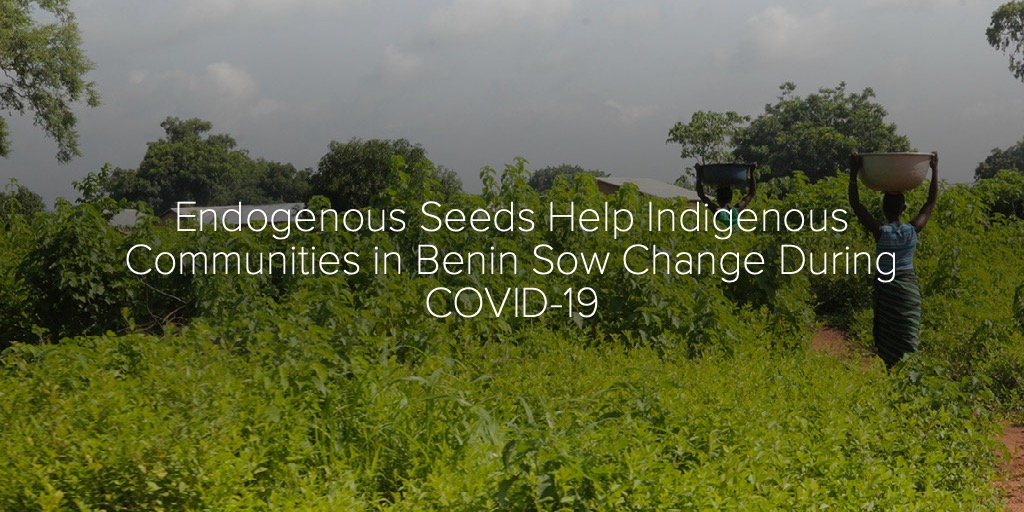 Endogenous Seeds Help Indigenous Communities in Benin Sow Change During COVID-19