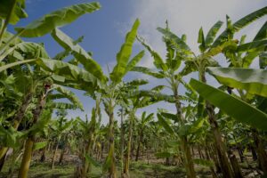 banana-plantation-2098723_1920