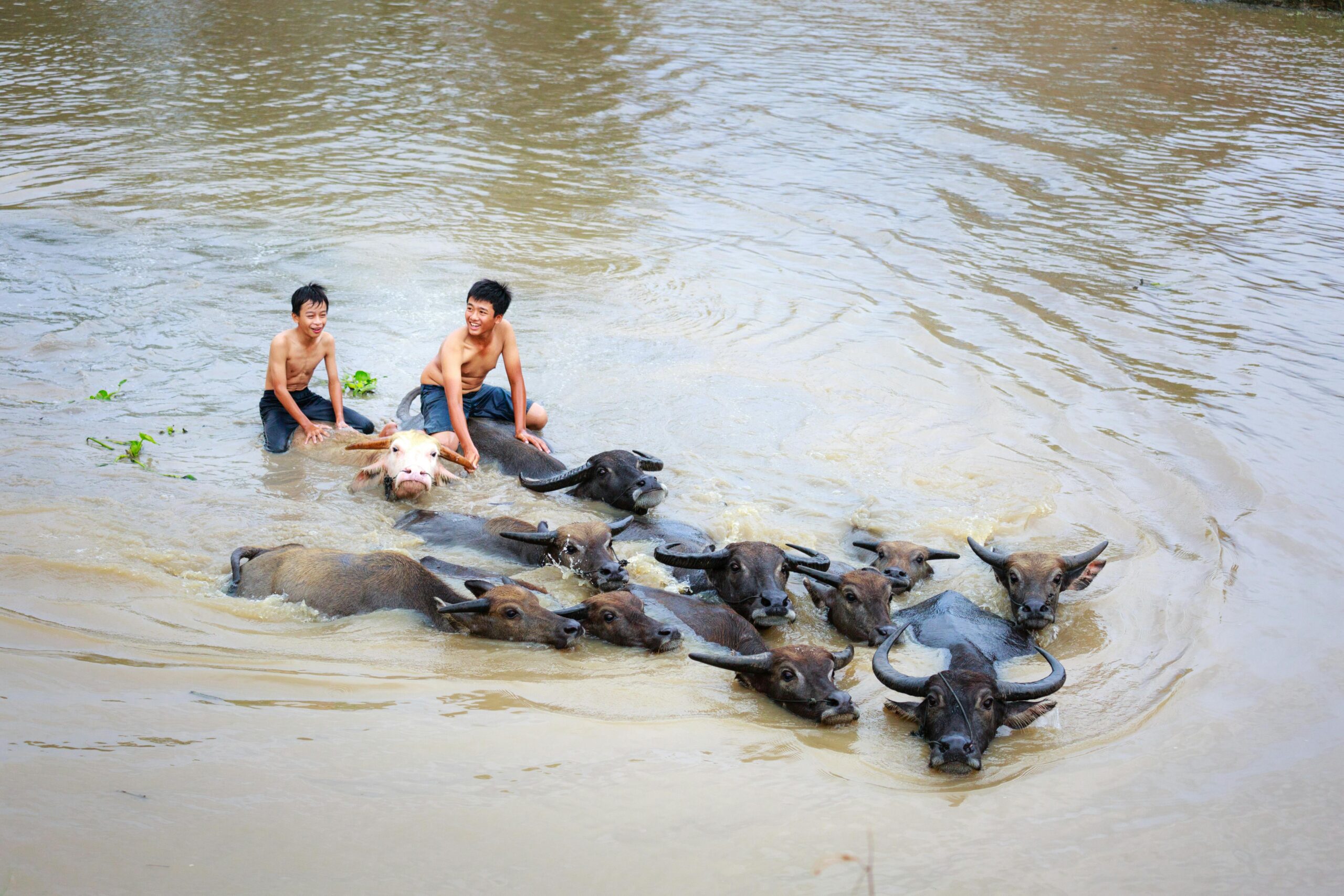 Photo by Quang Nguyen Vinh: https://www.pexels.com/photo/two-men-riding-on-black-carabao-2138218/