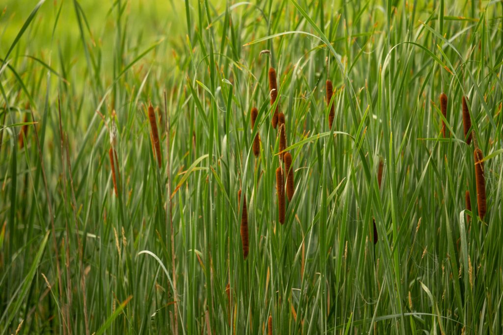 Photo by Tom Fisk: https://www.pexels.com/photo/green-grass-in-close-up-shot-13790218/