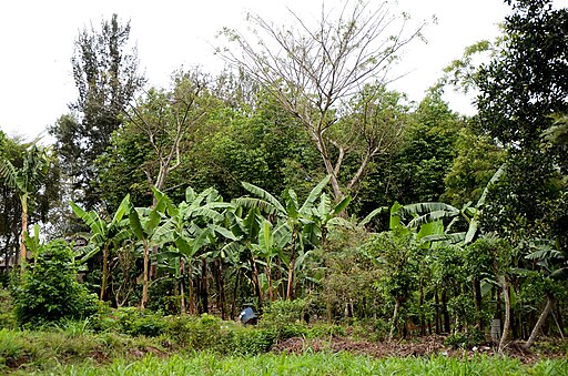 A lush agroforestry setup in Masaka featuring banana plants and various trees.