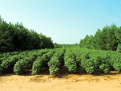 A cotton field with rows of pine trees in an alley cropping system.