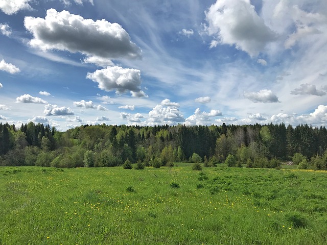 A scenic meadow with lush green grass, scattered trees, and a backdrop of dense forest under a blue sky with fluffy white clouds.