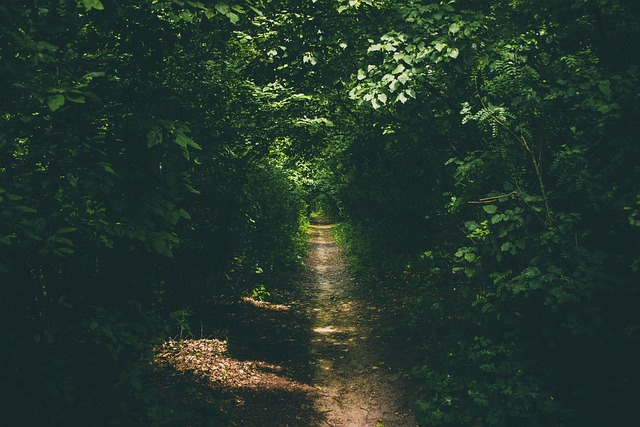 forest path