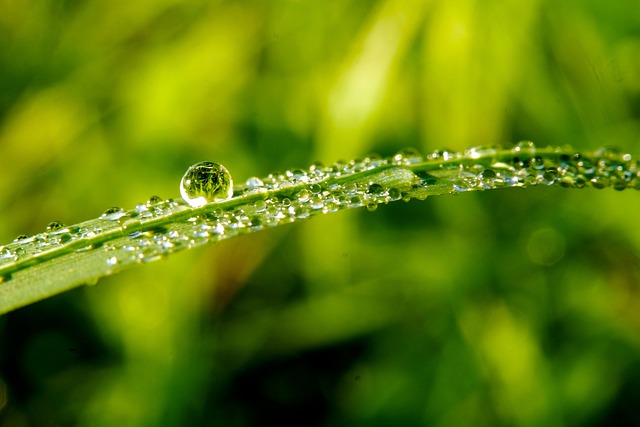 A close-up of a blade of grass adorned with sparkling dew drops.