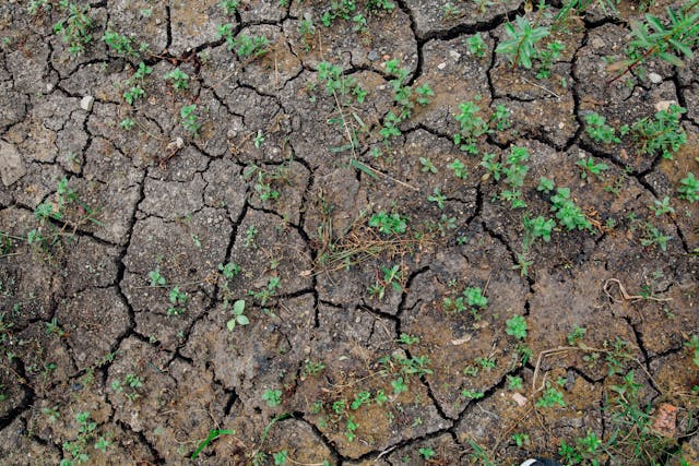 A close-up view of cracked, dry soil with sparse vegetation.