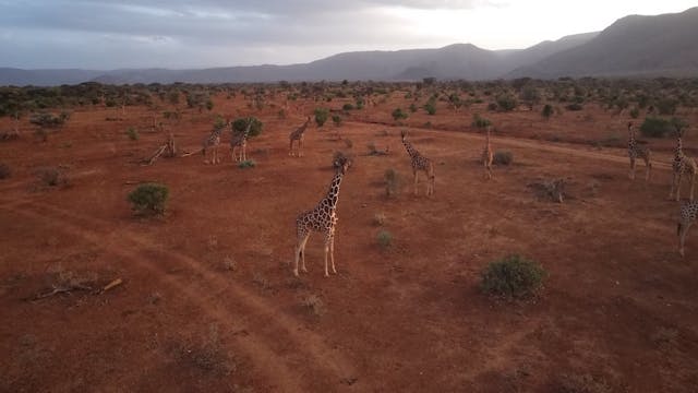 A herd of giraffes grazing in a vast, arid landscape with mountains in the background.