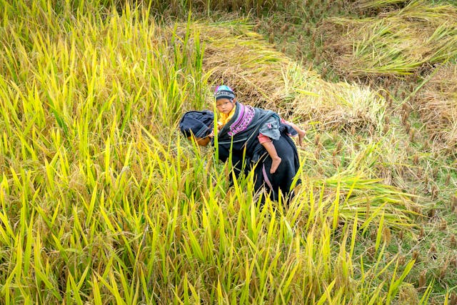 A person harvesting rice in a lush paddy field, carrying a child on their back.