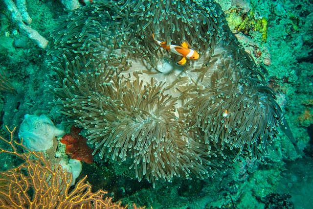 A clownfish swimming among the tentacles of a sea anemone in a vibrant coral reef.