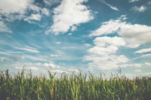 corn fields under white clouds