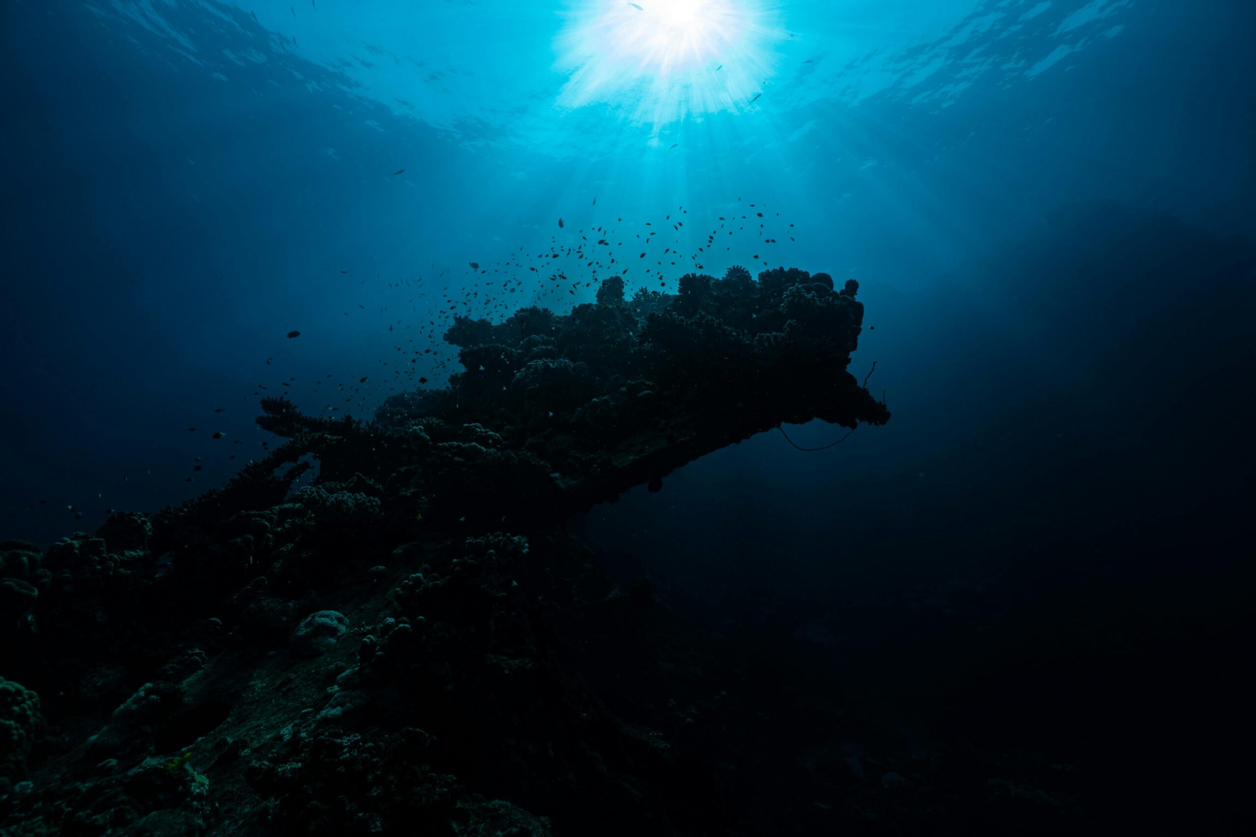 Coral deep underwater