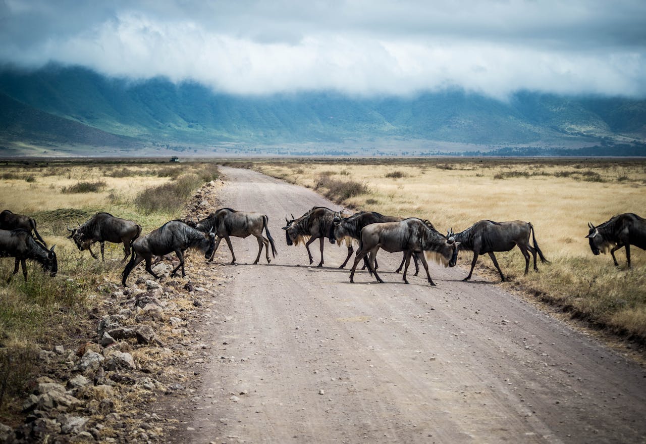 A herd of wildebeest crossing a dirt road in an open grassland, with a backdrop of mist-covered mountains under a cloudy sky.