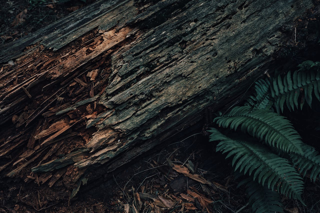 Close-up photo of a decaying log with ferns in a forest