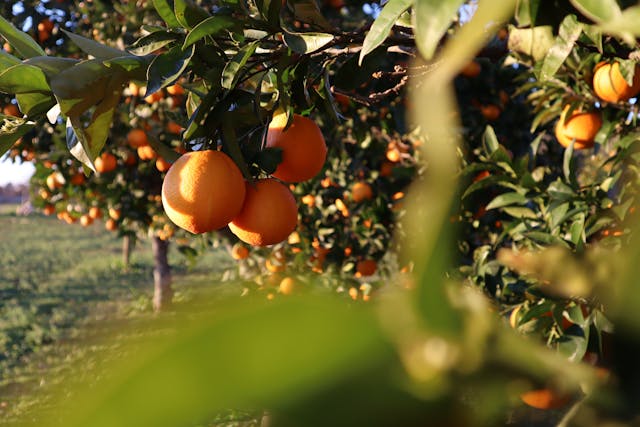 ripe oranges on trees