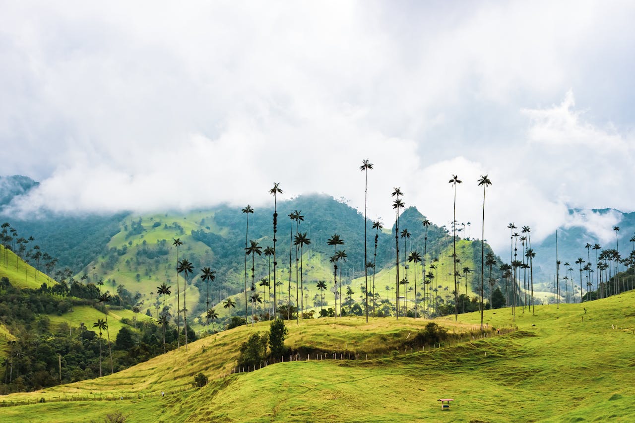 tall trees on the mountain ranges