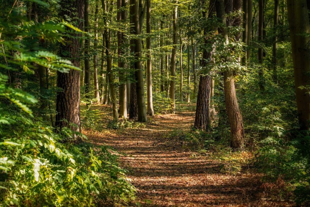 tranquil forest path with sunlight in autum