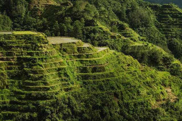 scenic photo of rice terraces during daytime