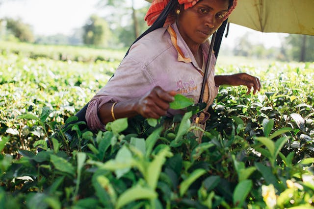 woman picking tea leaves