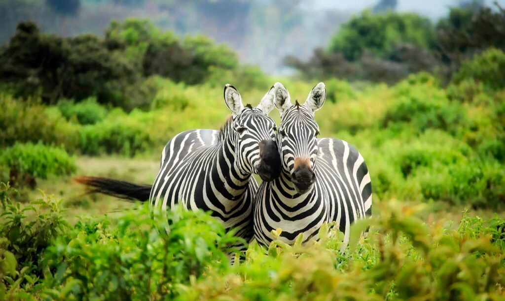 Zebras on the grass