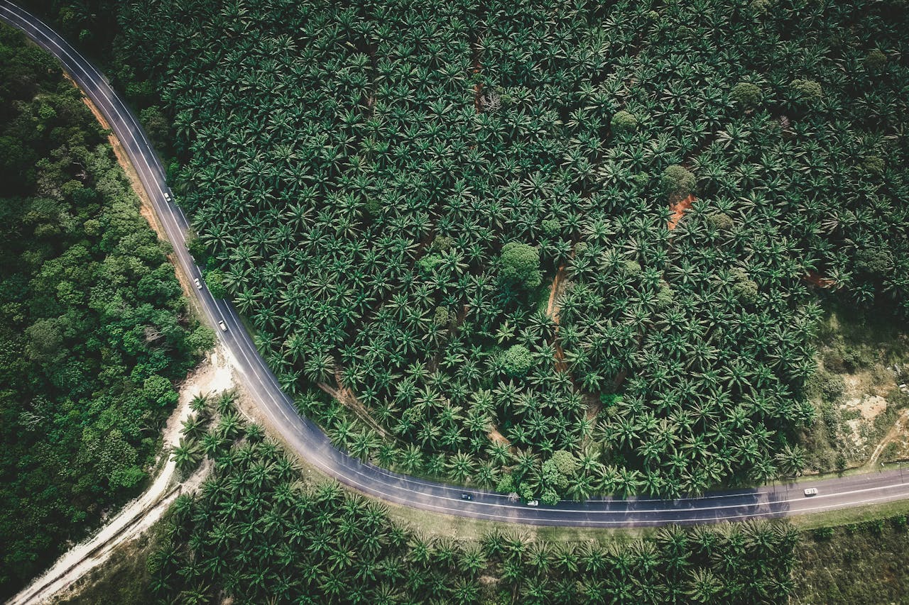 green trees