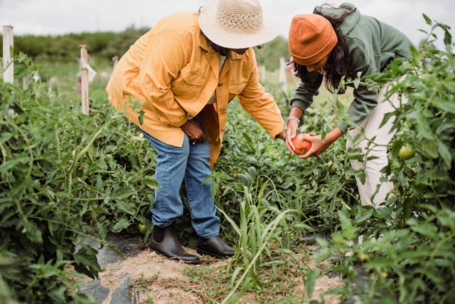 local female farmers picking vegetables during harvest