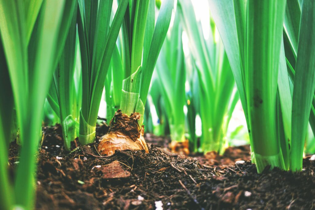 close-up photo of plants