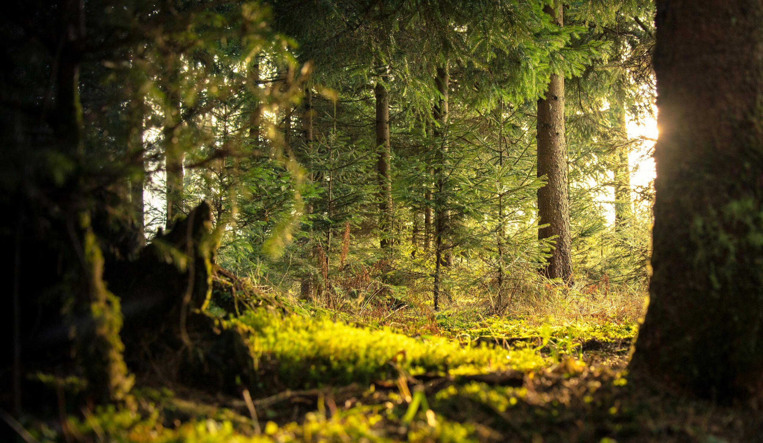 green-leafed tree