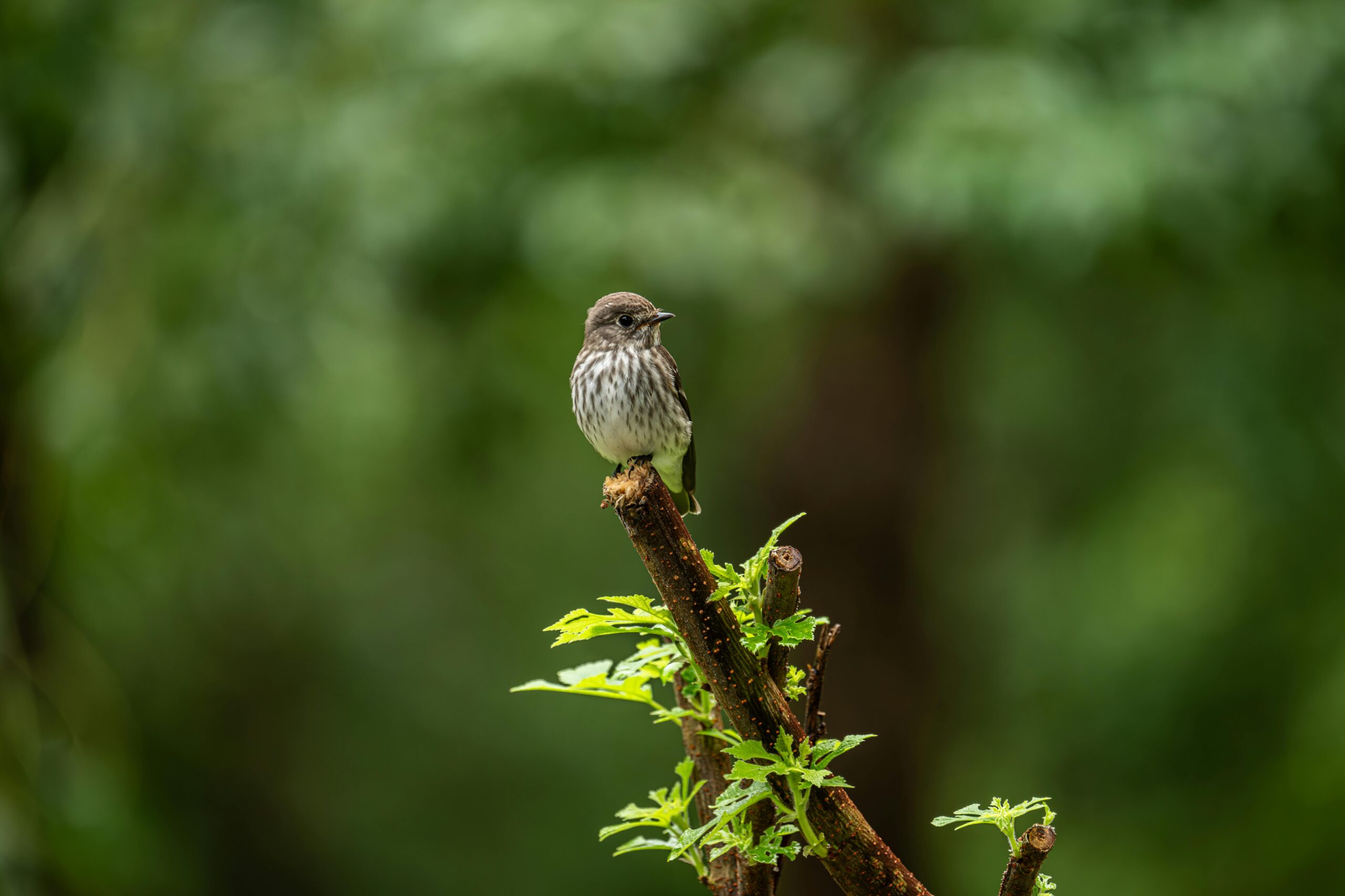 sparrow perched on a branch in a lush green forest