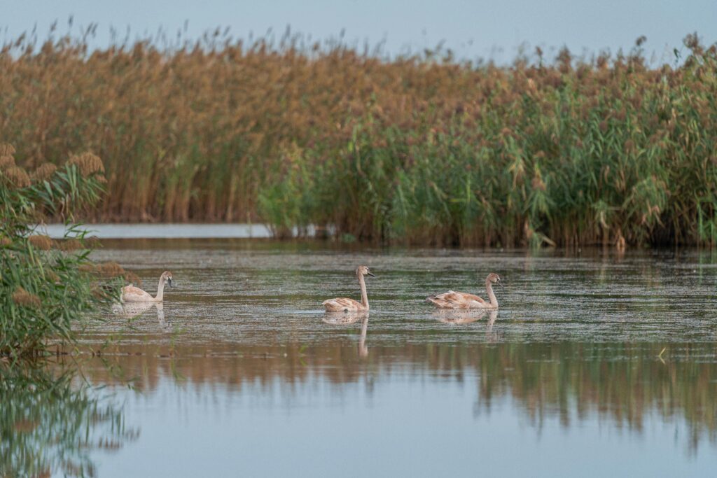 tranquil scene of swans on a serene lake