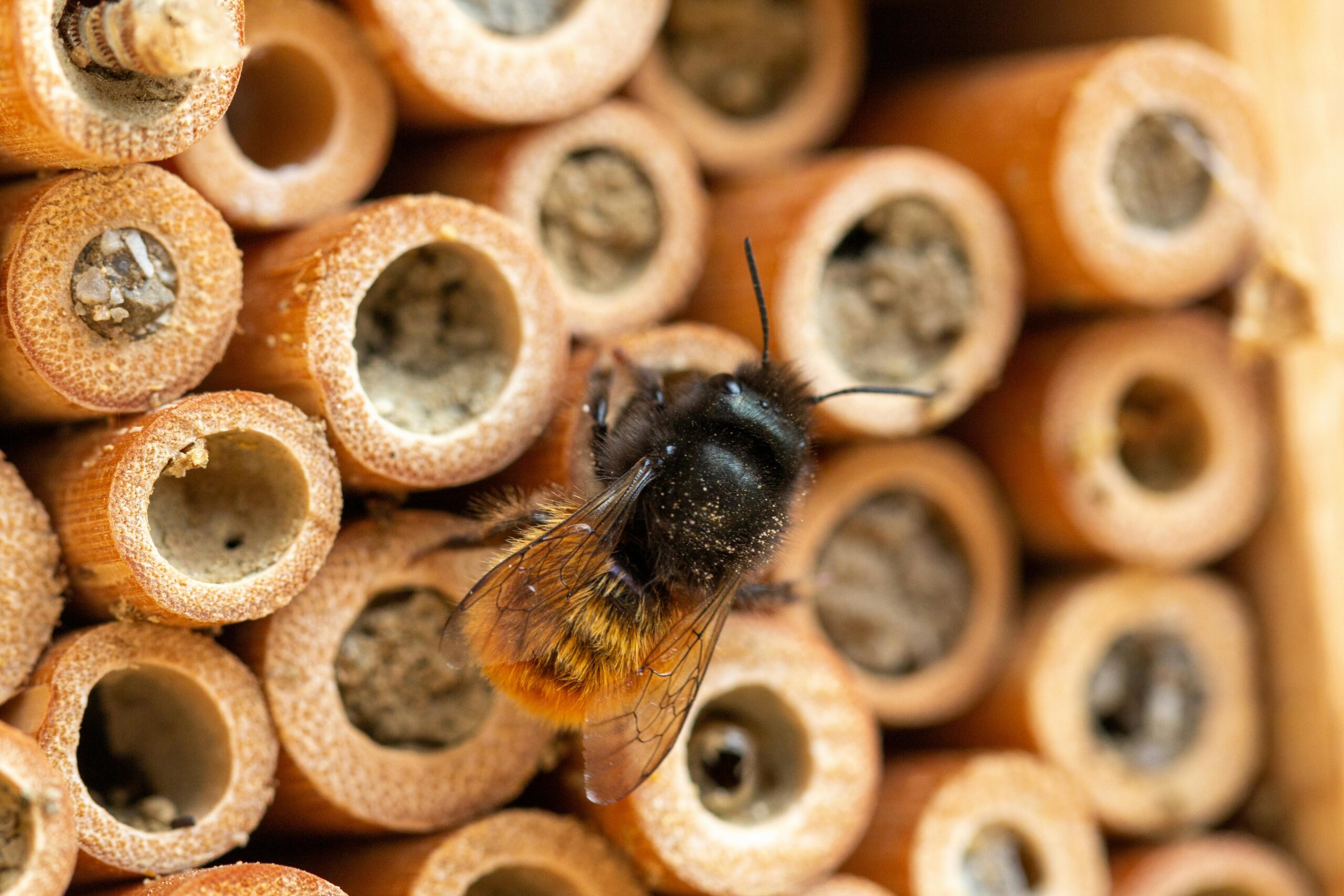 close-up shot of a bee and insect hotel