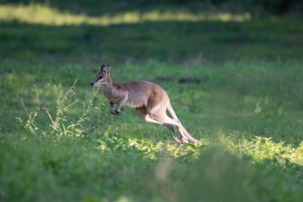 wallaby hopping in sunlit Australian landscape