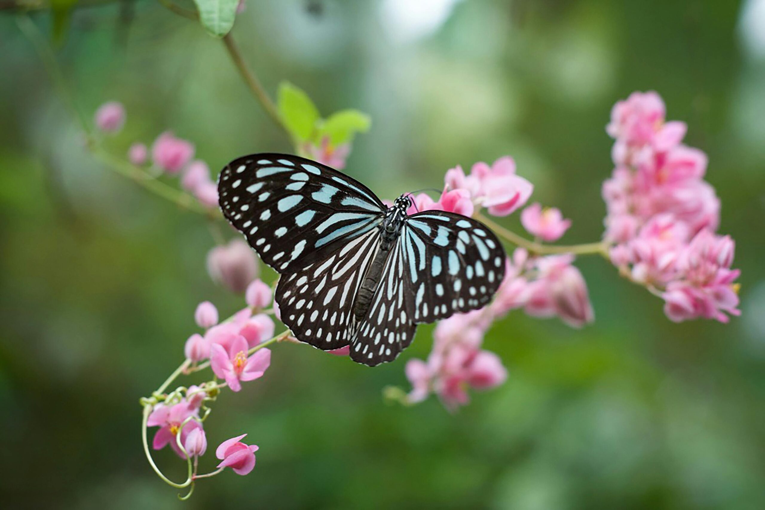 macro photo of a butterfly perched on a pink flower