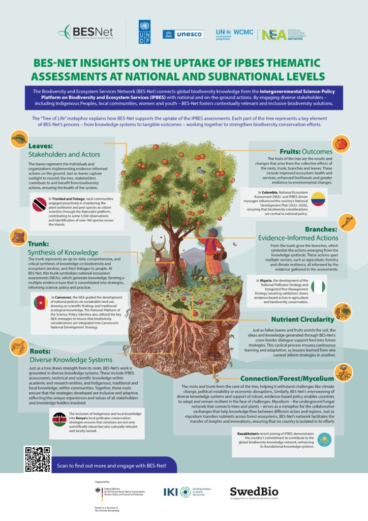 Infographic illustrating BES-Net’s approach to the uptake of IPBES assessments using the 'Tree of Life' metaphor.