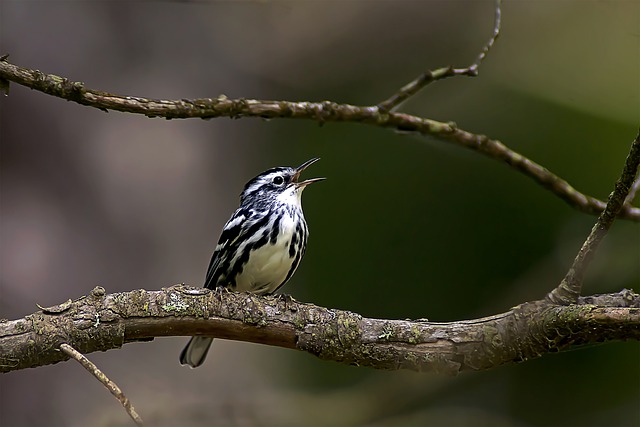 A black-and-white warbler perched on a tree branch, singing against a blurred natural background.