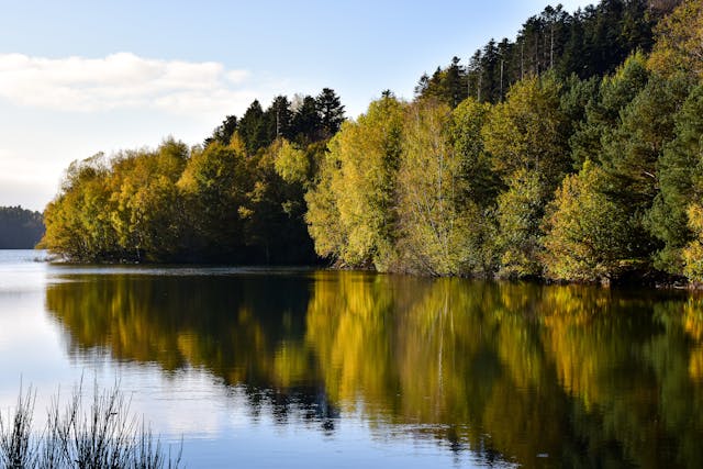 Calm lake reflecting a vibrant autumn forest with trees in shades of green and yellow under a clear sky.