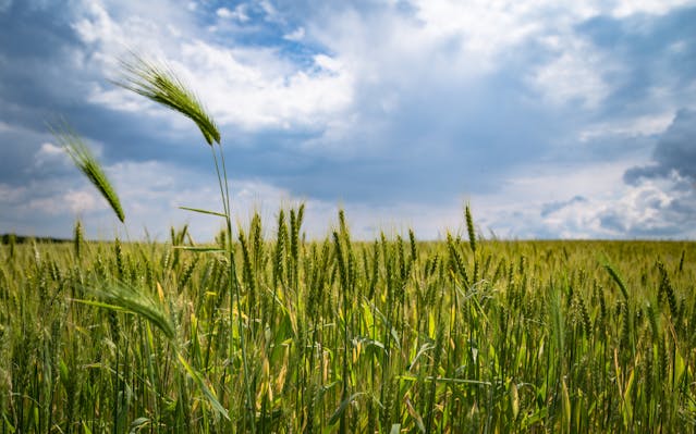 A field of green wheat swaying in the wind under a partly cloudy sky.