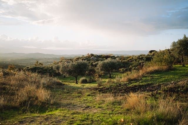 Scenic landscape with grassy hills, scattered olive trees, and a soft, cloudy sky in the background.