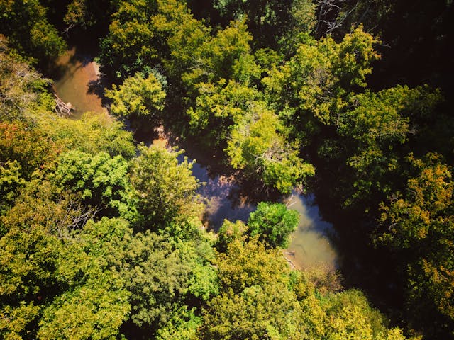 Aerial view of a dense green forest with a winding river partially visible through the trees.