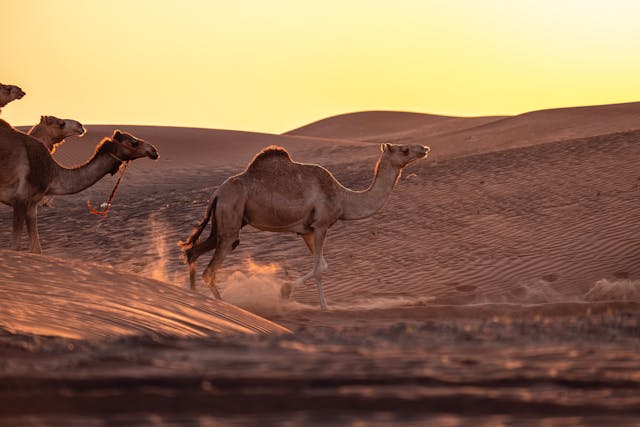 Camels walking through sandy desert dunes at sunset, with a warm golden sky in the background.