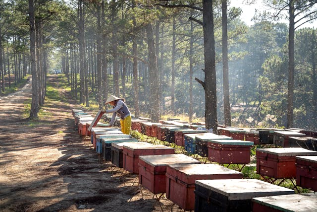 A beekeeper tending to a line of colorful beehives in a sunlit pine forest, with bees flying around and rays of light filtering through the trees.