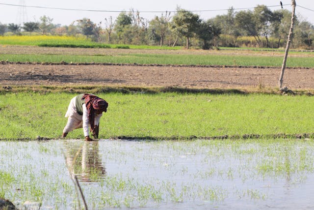 A farmer working in a flooded rice field with green seedlings, surrounded by other fields and trees in the background.