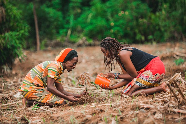 Two women planting a young tree in a field, with one watering it, showcasing teamwork and sustainable agriculture against a lush, green backdrop.