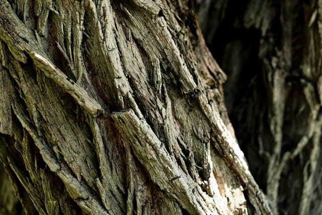 Close-up of rough, textured tree bark with deep grooves and ridges, highlighted by natural light.