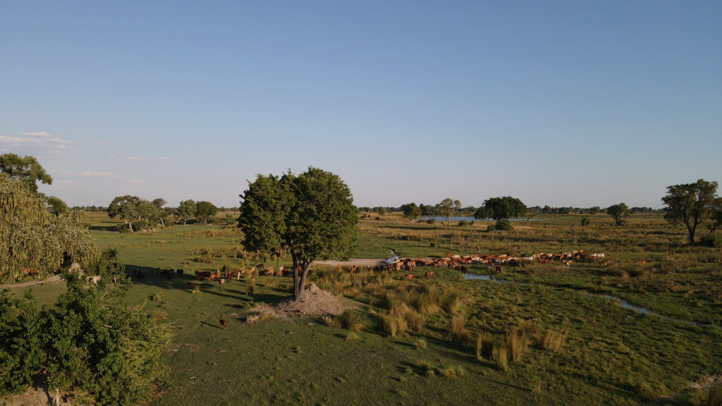 A lush savanna landscape with cattle grazing under a solitary tree.