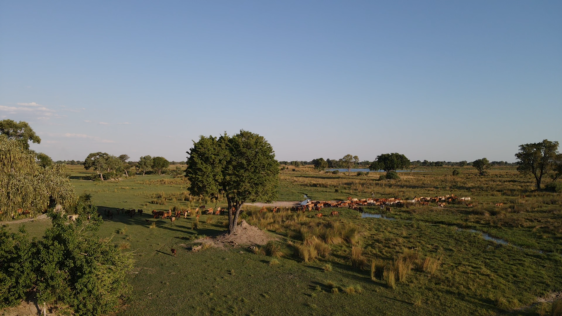 A lush savanna landscape with cattle grazing under a solitary tree.