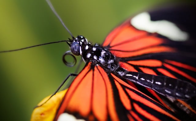 A close-up of a vibrant orange and black butterfly with intricate wing patterns.