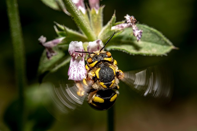 A close-up of a yellow and black bee-like insect hovering near a delicate pink and white flower.