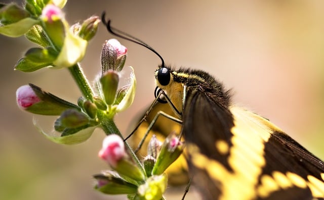 A close-up of a yellow and black butterfly perched on a budding plant.