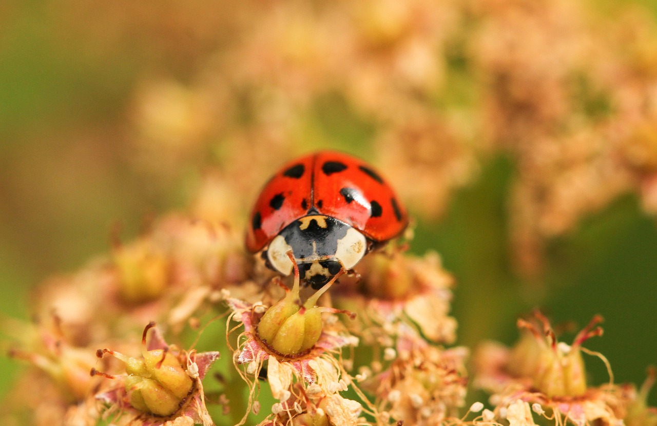 Close up photo of a ladybug